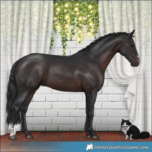 Horse Color:Brown Sabino