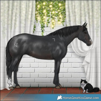 Horse Color:Brown Sabino