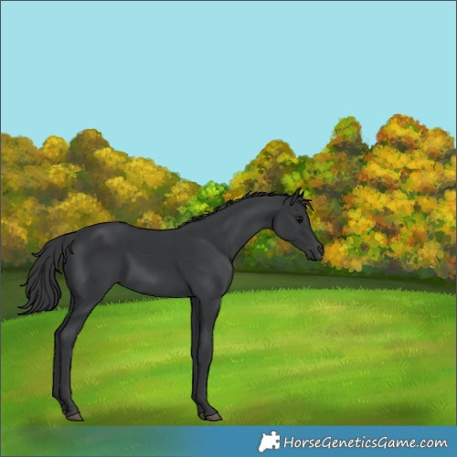 Horse Color:Black  and Black 