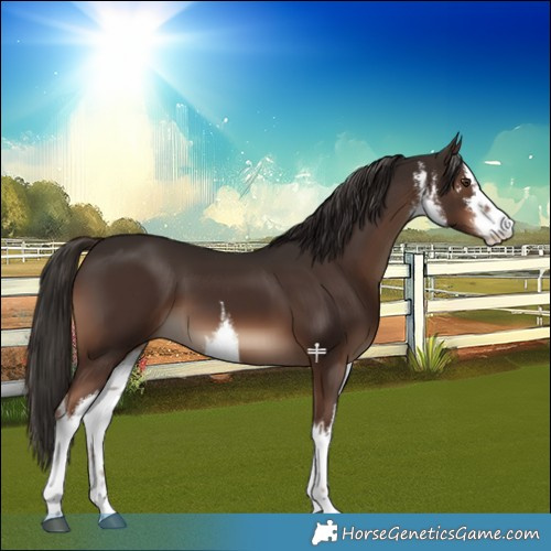 Horse Color:White Spotted Liver Chestnut 
