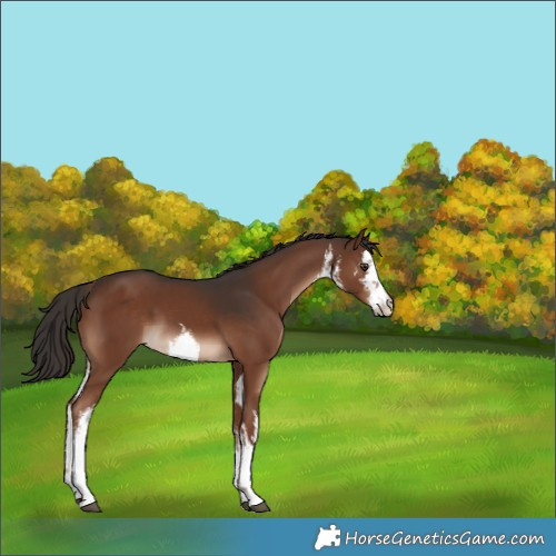 Horse Color:White Spotted Liver Chestnut 