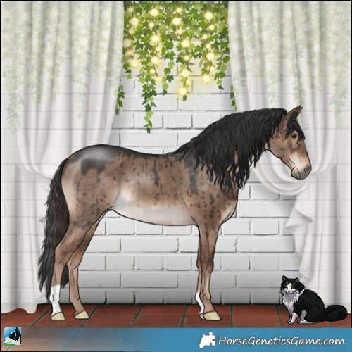 Horse Color:Liver Red Dun Brindle 