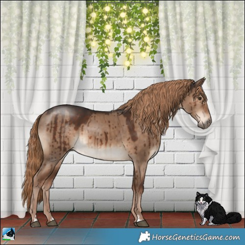 Horse Color:Liver Red Dun Brindle 