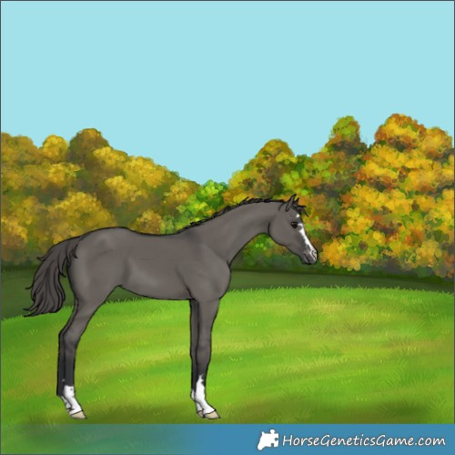 Horse Color:Grullo Varnish 