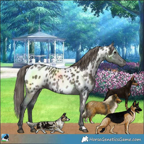 Horse Color:Grullo Near Leopard