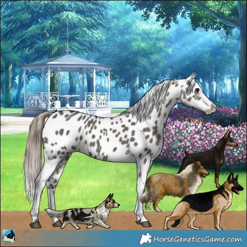 Horse Color:Grullo Appaloosa 