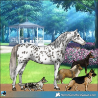 Horse Color:Grullo Near Leopard 