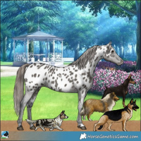 Horse Color:Grullo Appaloosa 