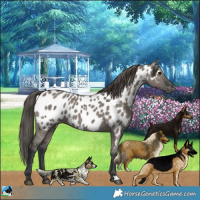 Horse Color:Grullo Appaloosa 