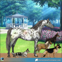 Horse Color:Grullo Near Leopard