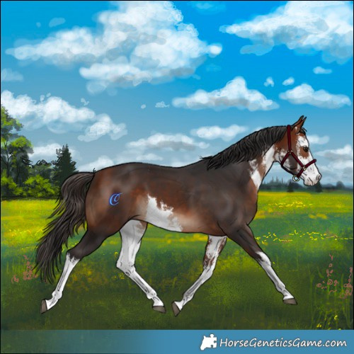 Horse Color:White Spotted Bay 