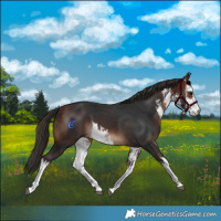 Horse Color:White Spotted Bay