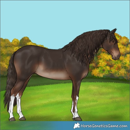 Horse Color:White Spotted Liver Chestnut 