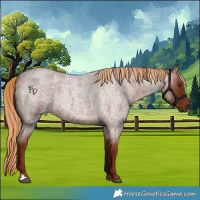 Horse Color:Red Roan 