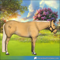 Horse Color:Palomino 