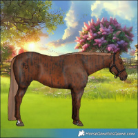 Horse Color:Liver Chestnut  and Chestnut 