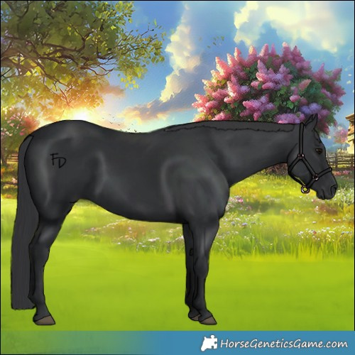 Horse Color:Black 