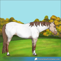 Horse Color:Red Dun Snowcap 