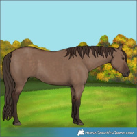 Horse Color:Liver Red Dun