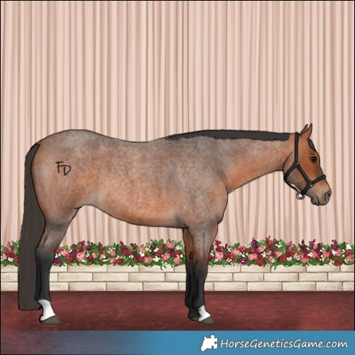 Horse Color:Bay Roan 