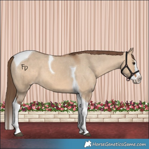 Horse Color:Bay Dun Splash Tobiano Appaloosa 