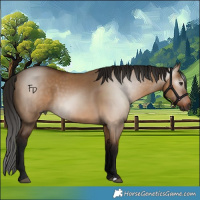 Horse Color:Gray Bay Dun 