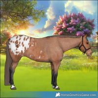 Horse Color:Bay Appaloosa 