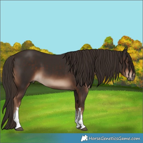 Horse Color:White Spotted Liver Chestnut 