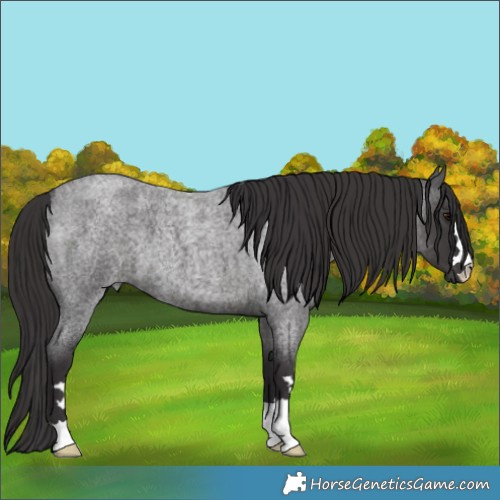 Horse Color:Smoky Blue Roan 