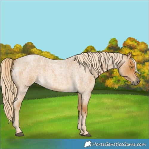 Horse Color:Palomino Roan 