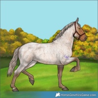 Horse Color:Chocolate Palomino Roan 