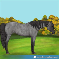 Horse Color:Smoky Blue Roan 