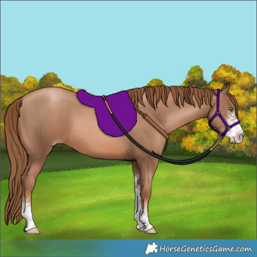 Horse Color:Liver Chestnut Pearl Sabino 