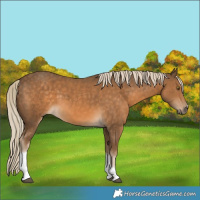 Horse Color:Chocolate Palomino Tobiano