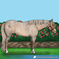 Horse Color:Chocolate Palomino Roan 