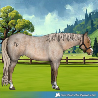 Horse Color:Chocolate Palomino Roan 