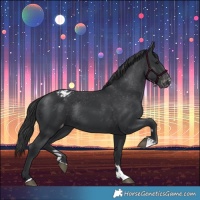 Horse Color:Black Blanket Rabicano