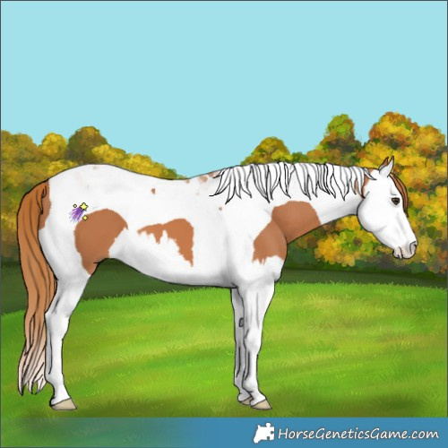 Horse Color:Chestnut Splash Tobiano 