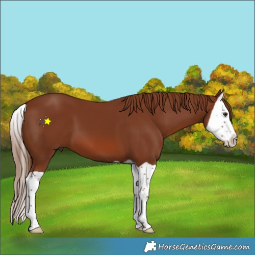 Horse Color:Chestnut Splash 