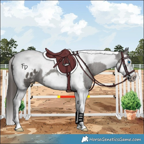 Horse Color:Grullo Splash Tobiano Frame Appaloosa 