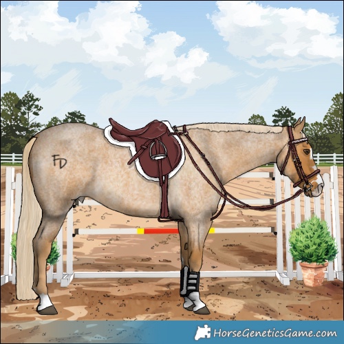 Horse Color:Palomino Roan 