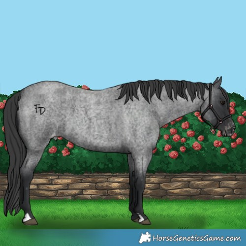 Horse Color:Blue Roan Appaloosa 