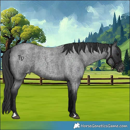 Horse Color:Blue Roan Appaloosa 