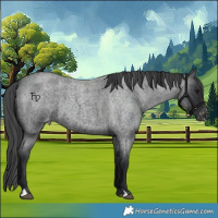 Horse Color:Blue Roan Appaloosa 