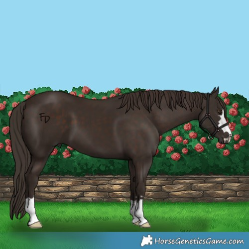Horse Color:Liver Chestnut 