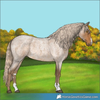 Horse Color:Chocolate Palomino Roan