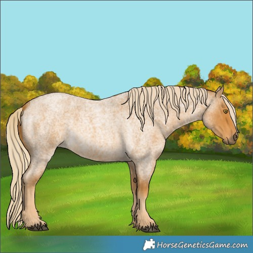 Horse Color:Palomino Roan 