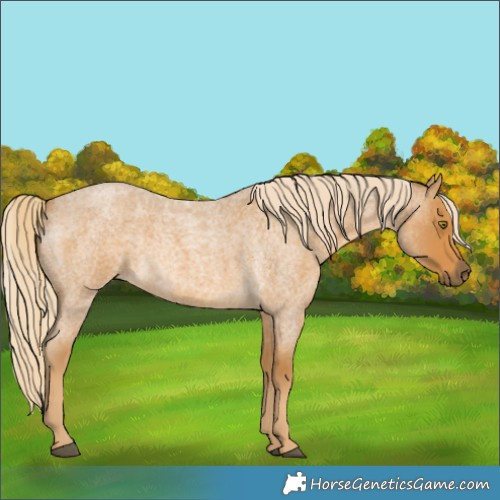 Horse Color:Palomino Roan