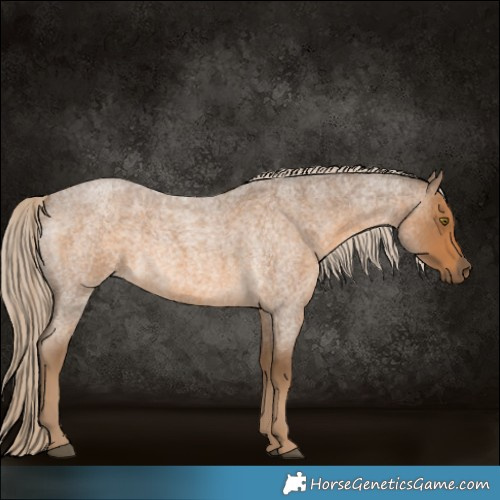 Horse Color:Chocolate Palomino Roan 