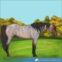 Horse Color:Bay Roan